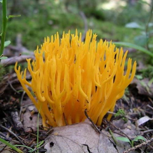 Гриб оленьи рожки википедия. Калоцера клейкая или оленьи рожки