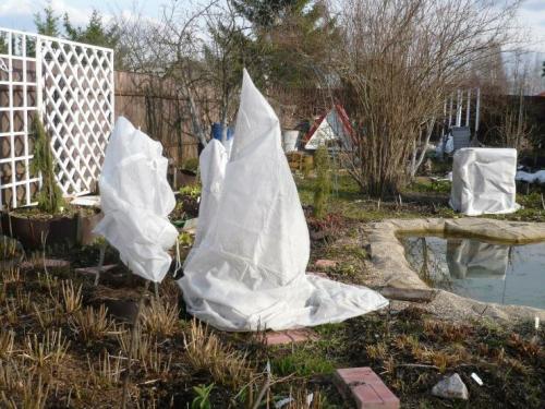 Когда укрывать рододендрон на зиму в сибири. Красивейший Рододендрон на вашей даче: подготовка к зиме и укрытие