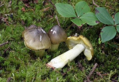 Блюда из рядовок. Малоизвестные съедобные рядовки