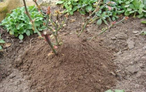 Материал для укрытия роз на зиму. Воздушно-сухое укрытие 05