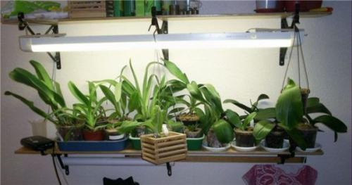 Почему у орхидеи. Интересные факты: почему сохнут бутоны у орхидеи фаленопсис