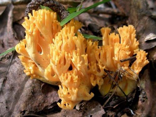 Оленьи рожки грибы, как отличить от поганки. Гриб оленьи рожки: описание, распространение, съедобность 13