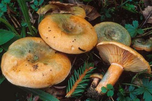 Волнушки и рыжики чем отличаются. ВОЛНУШКИ И РЫЖИКИ 04