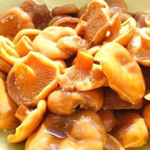 Рыжики и волнушки, как солить. Как засолить волнушки и рыжики холодным способом