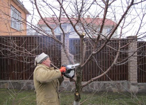 Молодые деревца выросли из тех орехов которые зимой птицы не нашли схема