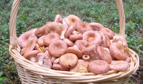 Рыжики и волнушки, как солить. Как засолить волнушки и рыжики холодным способом