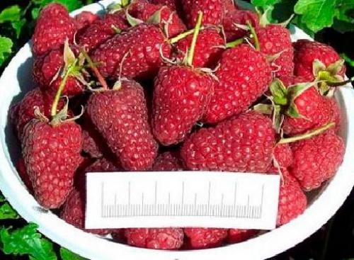 Ремонтантная малина в июне. Описание лучших сортов ремонтантной малины с фото