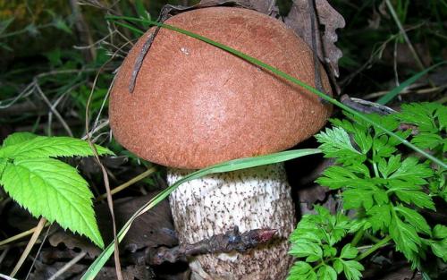 Как растут подосиновики. Как выглядят и где растут грибы подосиновики