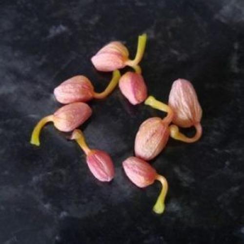 Почему у орхидеи. Интересные факты: почему сохнут бутоны у орхидеи фаленопсис