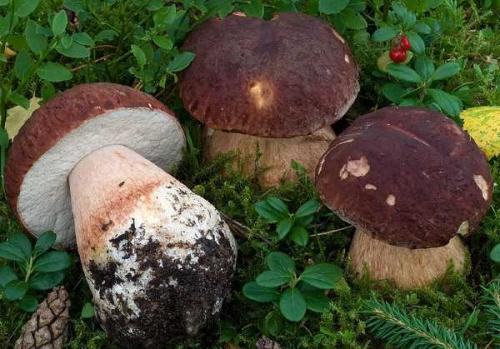 Гриб с белой шляпкой и белой толстой ножкой. Виды съедобных пластинчатых грибов 08