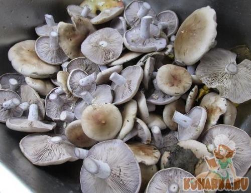 Как готовить грибы рядовка. Как правильно готовить рядовку фиолетовую 18