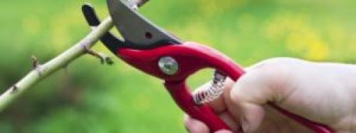 Как укрыть персик на зиму в средней полосе. Обрезка персика осенью