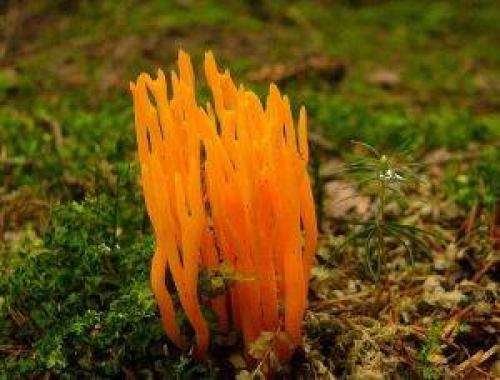 Грибы ложные оленьи рожки. Описание внешнего вида гриба 02