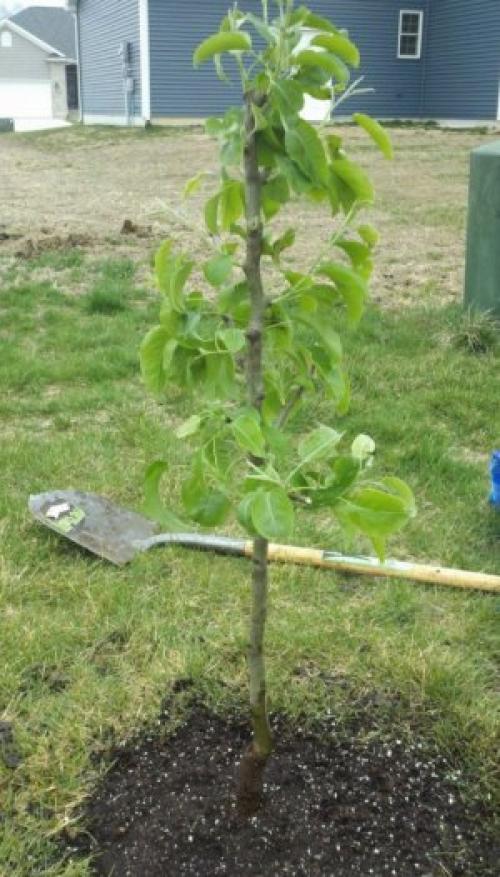 Почему на груше не завязываются плоды. Основные причины, почему не цветёт и не плодоносит груша