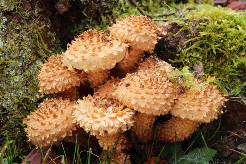 Все съедобные грибы в белоруссии которые можно найти в лесу. Летние виды грибов в Беларуси 01