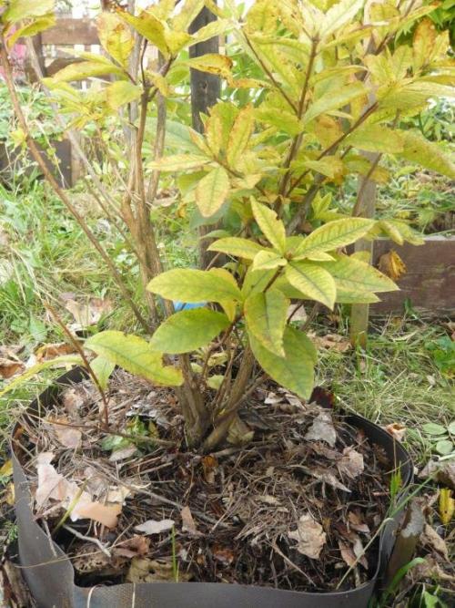 Когда укрывать рододендрон на зиму в сибири. Красивейший Рододендрон на вашей даче: подготовка к зиме и укрытие
