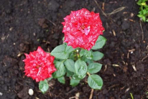 При какой температуре укрывать розы на зиму в подмосковье. УКРЫТИЕ РОЗ НА ЗИМУ 04