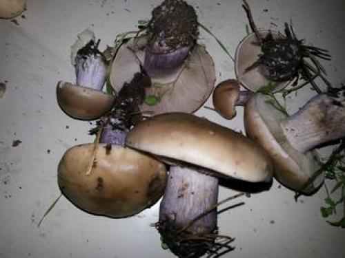 Блюда из рядовок. Малоизвестные съедобные рядовки