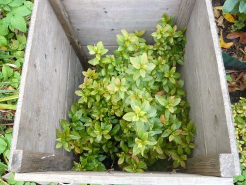 Когда укрывать рододендрон на зиму в сибири. Красивейший Рододендрон на вашей даче: подготовка к зиме и укрытие