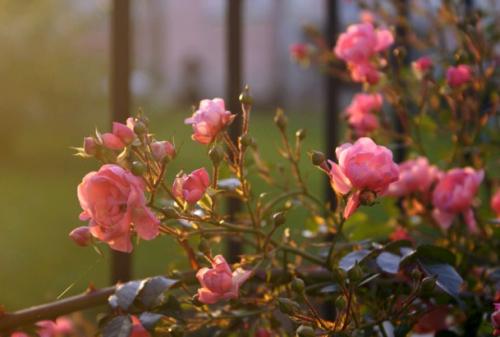 Посадка роз в августе в грунт в подмосковье. Когда сажать розы осенью, в каком месяце: оптимальные сроки