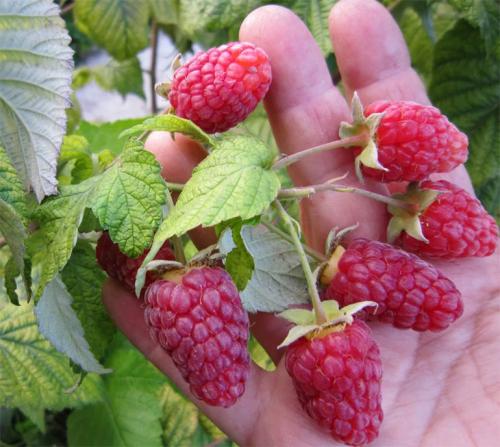 Ремонтантная малина в июне. Описание лучших сортов ремонтантной малины с фото