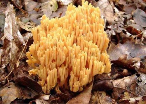 Оленьи рожки грибы, как отличить от поганки. Гриб оленьи рожки: описание, распространение, съедобность 08