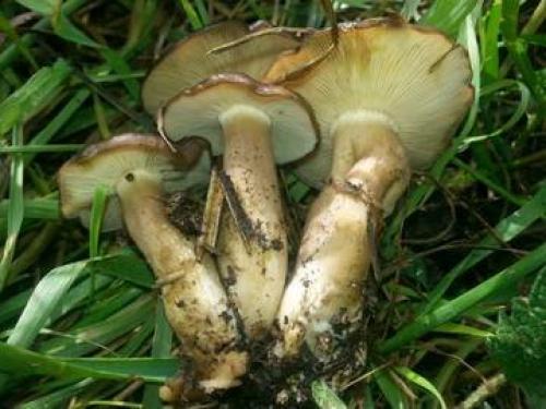 Блюда из рядовок. Малоизвестные съедобные рядовки