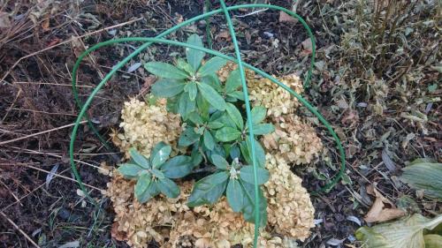 Когда укрывать рододендрон на зиму. Как укрыть на зиму вечнозеленые рододендроны?