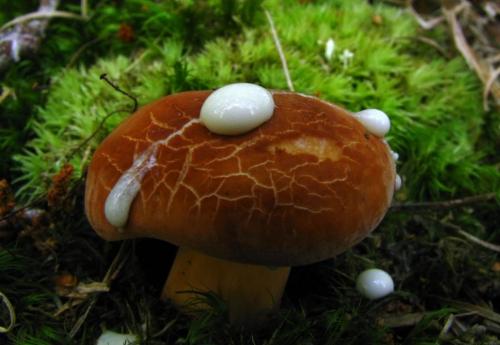 Как называется гриб с коричневой шляпкой и белой ножкой. С коричневой