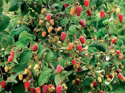 Ремонтантная малина в июне. Описание лучших сортов ремонтантной малины с фото