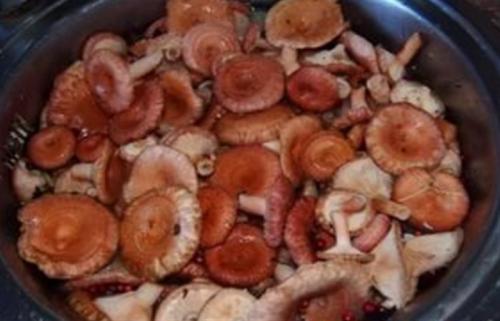 Как приготовить волнушки грибы соленые. Соление волнушек холодным способом