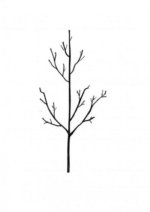 Молодая груша. Три приема обрезки молодой груши