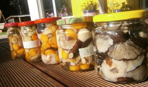 Как приготовить грибы сыроежки на зиму. Как приготовить сыроежки на зиму в банках: простые рецепты