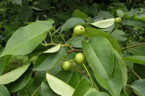 Молодая груша. Три приема обрезки молодой груши