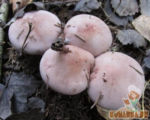 Как готовить грибы рядовки серые. Рецеп.  Приготовление серой рядовки 02