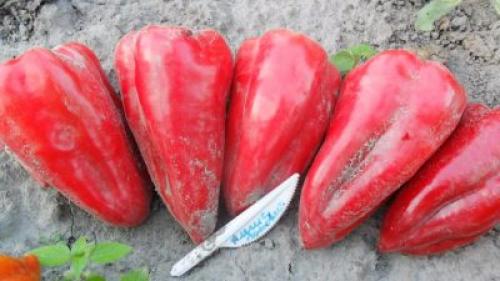 Сорта сладкого перца толстостенного. Мой толстостенный перец: 5 сортов, которые советую посадить 15