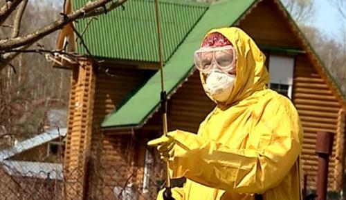 Чем обработать яблони осенью от болезней и вредителей под зиму. Как должна выполняться обработка яблонь осенью от вредителей и болезней?