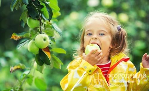 Когда можно обрабатывать яблони от вредителей. Общие рекомендации