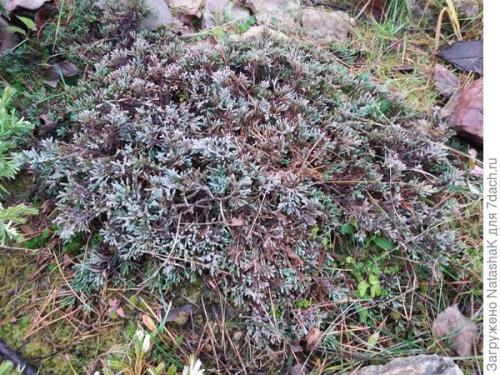 Укрытие на зиму хвойников. Хвойные и зимовка –, что накрываем, а что нет