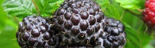 Черная малина. 