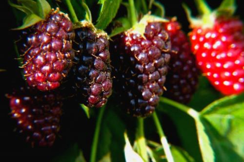 Черная малина. 