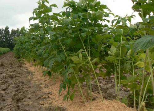 Чем подкормить малину в августе после обрезки. Чем подкормить малину осенью после сбора урожая и обрезки 03 Чем подкормить малину в августе после обрезки. Чем подкормить малину осенью после сбора урожая и обрезки 03
