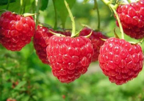 Чем подкормить малину в августе после обрезки. Чем подкормить малину осенью после сбора урожая и обрезки 07 Чем подкормить малину в августе после обрезки. Чем подкормить малину осенью после сбора урожая и обрезки 07