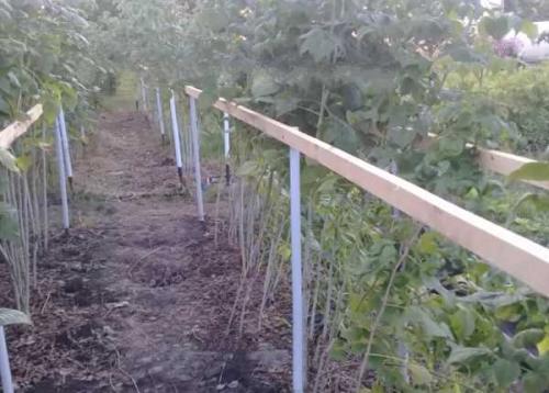 Чем подкормить малину в августе после обрезки. Чем подкормить малину осенью после сбора урожая и обрезки 06 Чем подкормить малину в августе после обрезки. Чем подкормить малину осенью после сбора урожая и обрезки 06