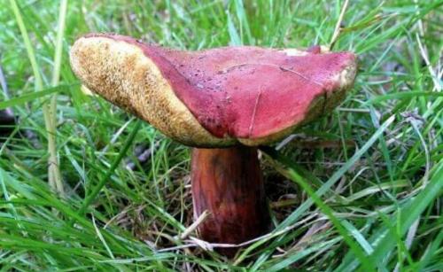 Грибы шубники. Гриб моховик: описание +Фото, как готовить? Съедобные и ложные +Видео