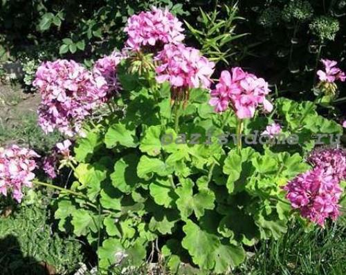 Черенкование герани по лунному календарю. Пора сажать пеларгонию на рассаду: сроки посева и выращивание герани для сада из семян