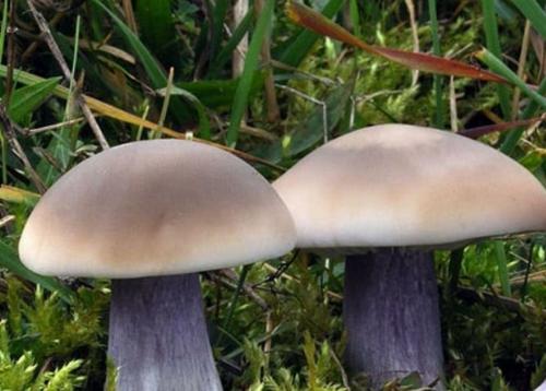 Как быстро растут грибы синеножки. Гриб синеножка или рядовка лиловоногая.
