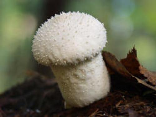 Дождевик гриб съедобный или. Съедобность 11