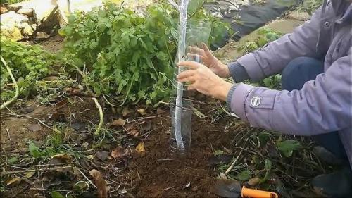 Чем укрыть саженцы от зайцев. Как защитить сад зимой от мышей и зайцев