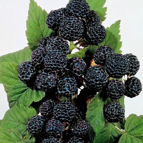 Черная малина. 